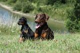 DOBERMANN 1077